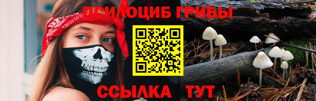Псилоцибиновые грибы Cubensis  Вход с VPN  как найти   Выборг 